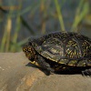 Zelva bahenni - Emys orbicularis - European Pond Turtle 2003